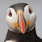 image of bird