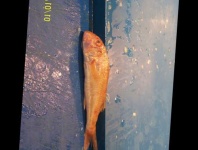 image of fish