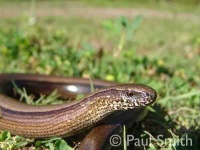 image of thunder_snake