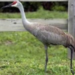 image of bird