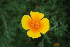 image of flower