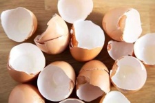 image of egg_shell