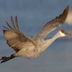 image of bird