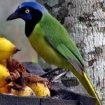 image of green_jay #34