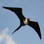 image of bird