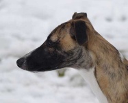 image of whippet