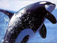 image of killer_whale