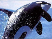 image of killer_whale #5