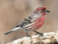 image of finch