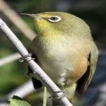 image of bird
