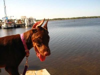 image of doberman