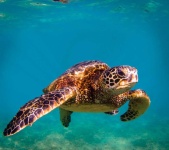 image of animal