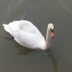image of swan #2