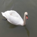 image of animal