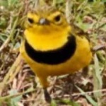 image of bird