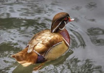image of drake