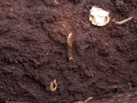 image of animal
