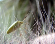 image of leafhopper
