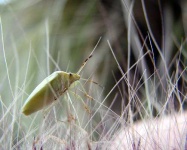 image of leafhopper #18