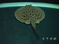 image of electric_ray