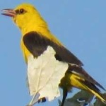 image of bird