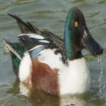image of bird