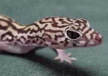 image of banded_gecko