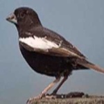 image of bird