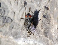 image of fly