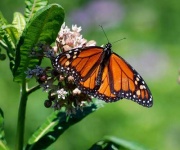 image of monarch