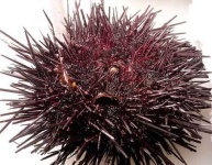 image of sea_urchin #8