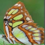 image of animal