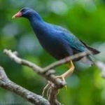 image of bird