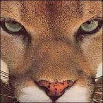 image of cougar_face