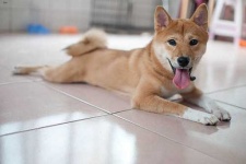 image of shiba_inu #20