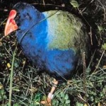 image of bird