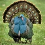 image of ocellated_turkey #27