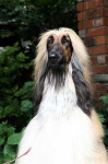 image of afghan_hound #15