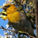 image of bird