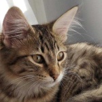 image of animal