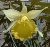 image of flower