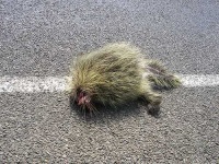 image of porcupine