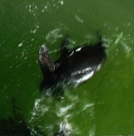 image of sea_lion