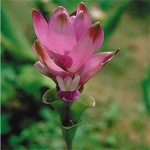 image of flower
