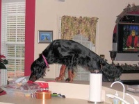 image of gordon_setter