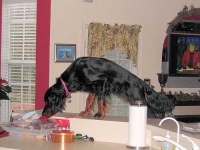 image of gordon_setter #31