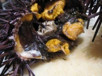 image of sea_urchin #6