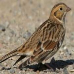 image of bird