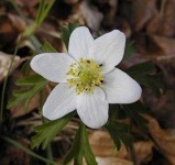 image of flower