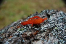 image of eft